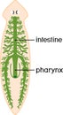 Digestive system of planaria flatworm